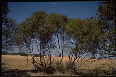 APII jpeg image of Eucalyptus leptophylla  © contact APII