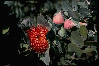 APII jpeg image of Eucalyptus macrocarpa subsp. elachantha  © contact APII