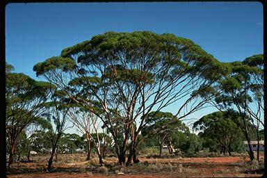 APII jpeg image of Eucalyptus myriadena  © contact APII