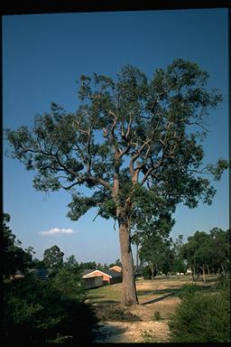 APII jpeg image of Eucalyptus notabilis  © contact APII