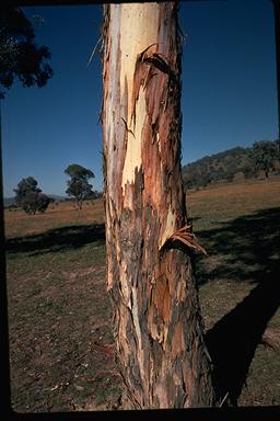 APII jpeg image of Eucalyptus polyanthemos  © contact APII