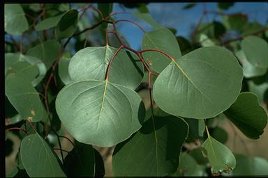 APII jpeg image of Eucalyptus populnea  © contact APII