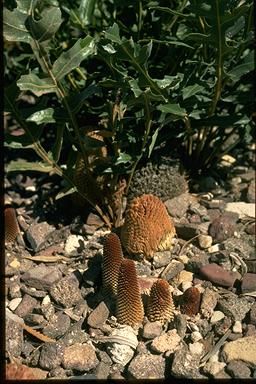 APII jpeg image of Banksia repens  © contact APII