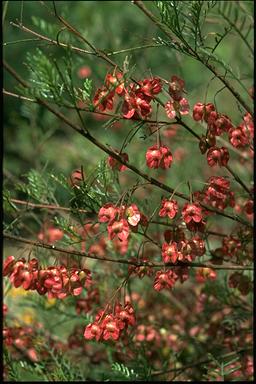 APII jpeg image of Dodonaea boroniifolia  © contact APII