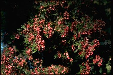 APII jpeg image of Dodonaea tenuifolia  © contact APII