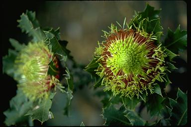 APII jpeg image of Banksia heliantha  © contact APII