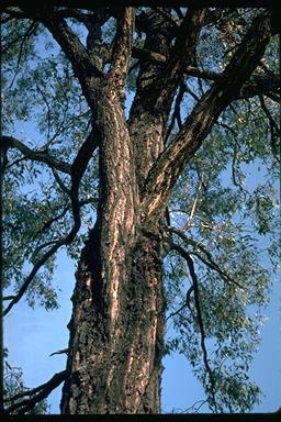 APII jpeg image of Eucalyptus fibrosa  © contact APII