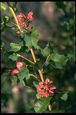 APII jpeg image of Grevillea insignis  © contact APII