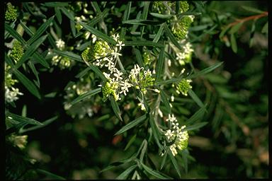 APII jpeg image of Grevillea triloba  © contact APII