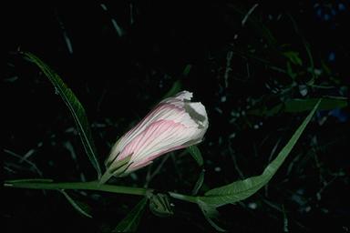 APII jpeg image of Hibiscus heterophyllus  © contact APII