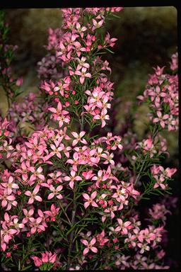 APII jpeg image of Boronia deanei subsp. acutifolia  © contact APII