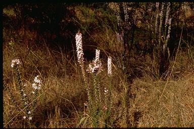 APII jpeg image of Epacris purpurascens var. purpurascens  © contact APII