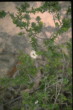 APII jpeg image of Kunzea rupestris  © contact APII