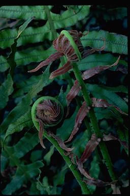 APII jpeg image of Blechnum cartilagineum  © contact APII