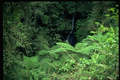 APII jpeg image of Cyathea cooperi  © contact APII