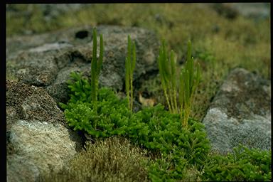 APII jpeg image of Lycopodium fastigatum  © contact APII