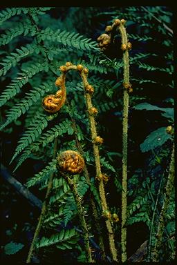 APII jpeg image of Polystichum proliferum  © contact APII