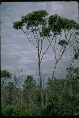 APII jpeg image of Eucalyptus uncinata  © contact APII