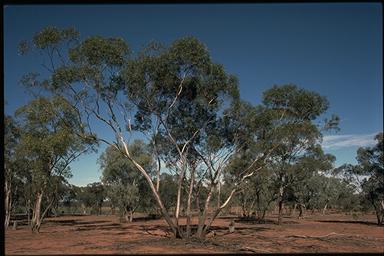 APII jpeg image of Eucalyptus viridis  © contact APII