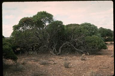 APII jpeg image of Eucalyptus yalatensis  © contact APII