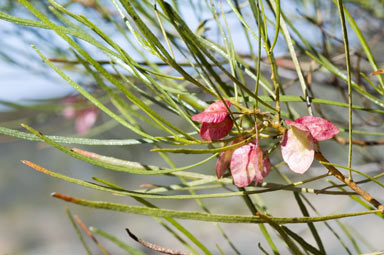 APII jpeg image of Dodonaea viscosa subsp. angustissima  © contact APII