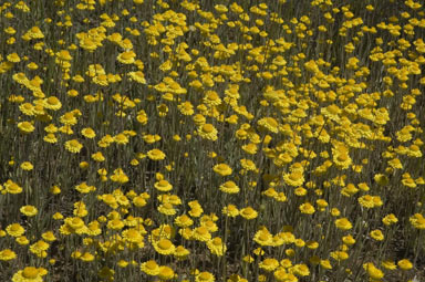 APII jpeg image of Leucochrysum molle  © contact APII