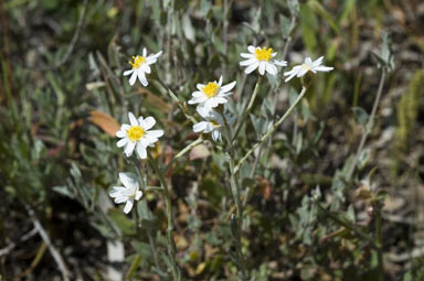 APII jpeg image of Rhodanthe corymbiflora  © contact APII