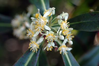 APII jpeg image of Tasmannia purpurascens  © contact APII