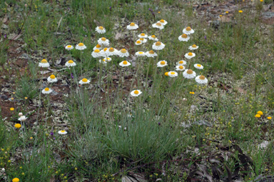 APII jpeg image of Leucochrysum albicans  © contact APII