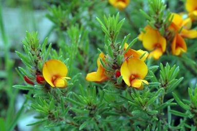 APII jpeg image of Pultenaea subspicata  © contact APII