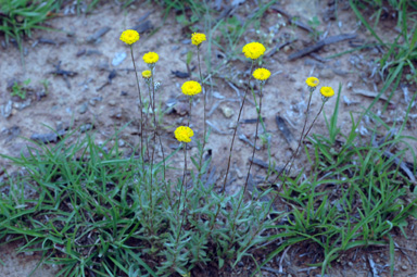 APII jpeg image of Leptorhynchos squamatus subsp. squamatus  © contact APII