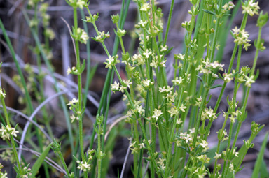 APII jpeg image of Galium gaudichaudii  © contact APII