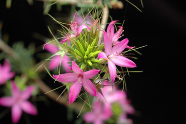 APII jpeg image of Calytrix decandra  © contact APII