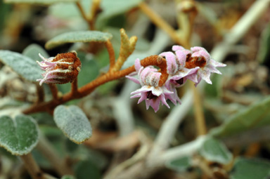 APII jpeg image of Lasiopetalum discolor  © contact APII