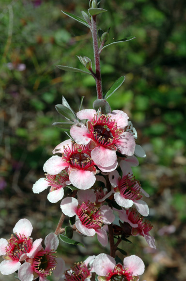 APII jpeg image of Leptospermum 'Mesmer Eyes'  © contact APII