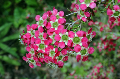 APII jpeg image of Leptospermum 'Outrageous'  © contact APII