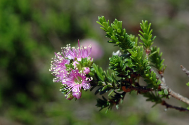 APII jpeg image of Kunzea ciliata  © contact APII