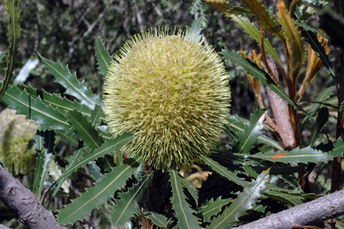 APII jpeg image of Banksia sceptrum  © contact APII