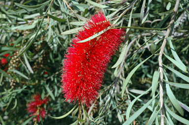 APII jpeg image of Callistemon phoeniceus  © contact APII