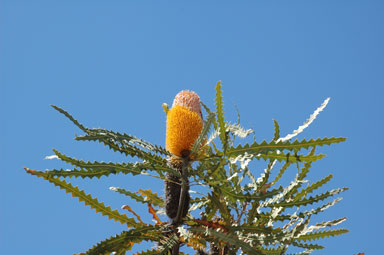 APII jpeg image of Banksia ashbyi  © contact APII