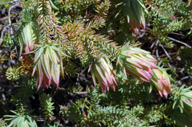 APII jpeg image of Darwinia oederoides  © contact APII