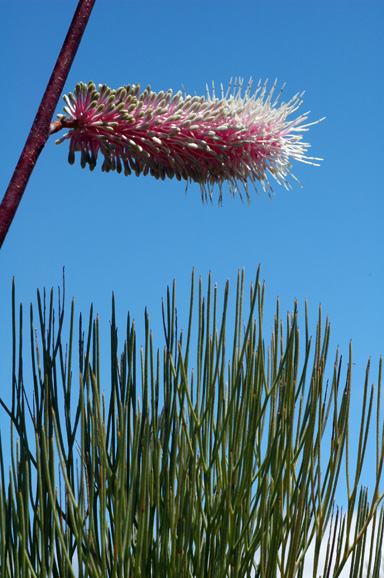 APII jpeg image of Grevillea petrophiloides subsp. magnifica  © contact APII