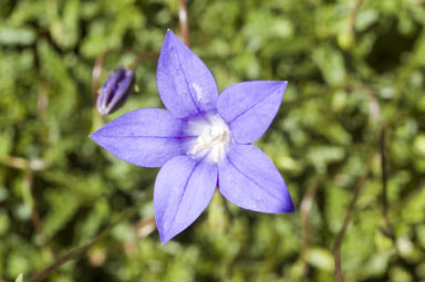 APII jpeg image of Wahlenbergia gloriosa  © contact APII