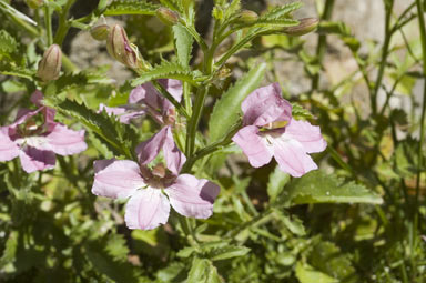 APII jpeg image of Goodenia macmillanii  © contact APII