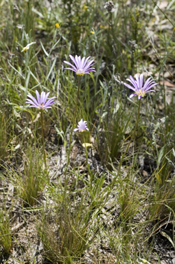 APII jpeg image of Calotis scabiosifolia var. integrifolia  © contact APII