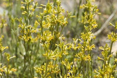 APII jpeg image of Pimelea curvula  © contact APII