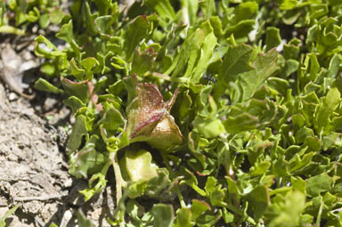 APII jpeg image of Dodonaea procumbens  © contact APII