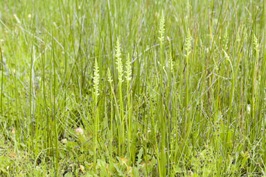 APII jpeg image of Microtis parviflora  © contact APII