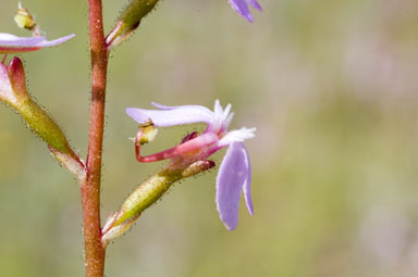 APII jpeg image of Stylidium graminifolium  © contact APII