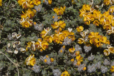 APII jpeg image of Pultenaea polifolia  © contact APII